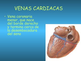 VENAS CARDIACAS
• Vena coronaria
menor, que nace
del borde derecho
y termina cerca de
la desembocadura
del seno
 