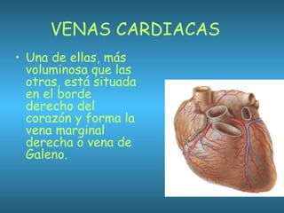 VENAS CARDIACAS
• Una de ellas, más
voluminosa que las
otras, está situada
en el borde
derecho del
corazón y forma la
vena marginal
derecha o vena de
Galeno.
 