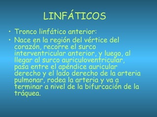 LINFÁTICOS
• Tronco linfático anterior:
• Nace en la región del vértice del
corazón, recorre el surco
interventricular anterior, y luego, al
llegar al surco auriculoventricular,
pasa entre el apéndice auricular
derecho y el lado derecho de la arteria
pulmonar, rodea la arteria y va a
terminar a nivel de la bifurcación de la
tráquea.
 