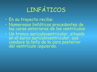 LINFÁTICOS
• En su trayecto recibe:
• Numerosos linfáticos procedentes de
las caras anteriores de los ventrículos
• Un tronco auriculoventricular, situado
en el surco auriculoventricular, que
conduce la linfa de la cara posterior
del ventrículo izquierdo.
 