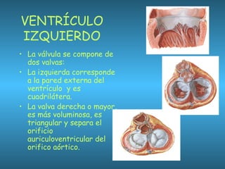 VENTRÍCULO
IZQUIERDO
• La válvula se compone de
dos valvas:
• La izquierda corresponde
a la pared externa del
ventrículo y es
cuadrilátera.
• La valva derecha o mayor,
es más voluminosa, es
triangular y separa el
orificio
auriculoventricular del
orifico aórtico.
 