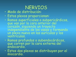 NERVIOS
• Modo de distribución:
• Estos plexos proporcionan:
• Ramos superficiales o subpericárdicos,
que van por la cara anterior del
corazón, siguiendo un trayecto
independiente de los vasos y formando
un plexo nuevo en las aurículas y los
ventrículos.
• Ramos profundos o subendocárdicos,
que corren por la cara externa del
endocardio.
• Estos dos plexos se distribuyen por el
miocardio.
 