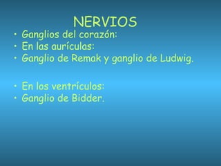 NERVIOS
• Ganglios del corazón:
• En las aurículas:
• Ganglio de Remak y ganglio de Ludwig.
• En los ventrículos:
• Ganglio de Bidder.
 
