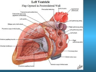 Anatomia del corazón