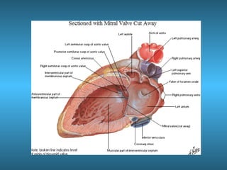Anatomia del corazón