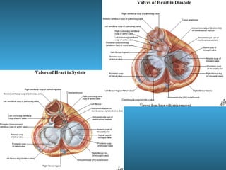 Anatomia del corazón