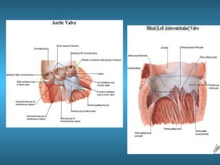 Anatomia del corazón