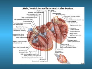 Anatomia del corazón