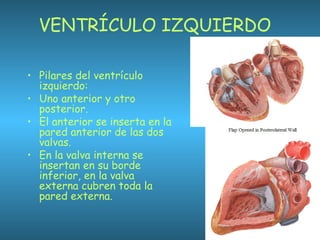 VENTRÍCULO IZQUIERDO
• Pilares del ventrículo
izquierdo:
• Uno anterior y otro
posterior.
• El anterior se inserta en la
pared anterior de las dos
valvas.
• En la valva interna se
insertan en su borde
inferior, en la valva
externa cubren toda la
pared externa.
 