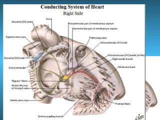 Anatomia del corazón