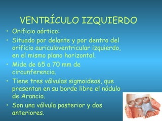 VENTRÍCULO IZQUIERDO
• Orificio aórtico:
• Situado por delante y por dentro del
orificio auriculoventricular izquierdo,
en el mismo plano horizontal.
• Mide de 65 a 70 mm de
circunferencia.
• Tiene tres válvulas sigmoideas, que
presentan en su borde libre el nódulo
de Arancio.
• Son una válvula posterior y dos
anteriores.
 