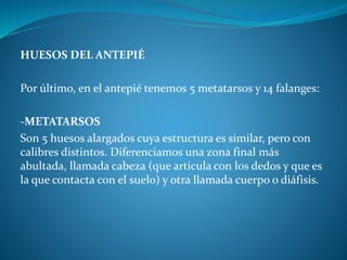 HUESOS DEL ANTEPIÉ
Por último, en el antepié tenemos 5 metatarsos y 14 falanges:
-METATARSOS
Son 5 huesos alargados cuya estructura es similar, pero con
calibres distintos. Diferenciamos una zona final más
abultada, llamada cabeza (que articula con los dedos y que es
la que contacta con el suelo) y otra llamada cuerpo o diáfisis.
 