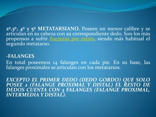 2º,3º, 4º y 5º METATARSIANO. Poseen un menor calibre y se
articulan en su cabeza con su correspondiente dedo. Son los más
propensos a sufrir fracturas por estrés, siendo más habitual el
segundo metatarso.
-FALANGES
En total poseemos 14 falanges en cada pie. En su base, las
falanges proximales se articulan con los metatarsos.
EXCEPTO EL PRIMER DEDO (DEDO GORDO) QUE SOLO
POSEE 2 (FALANGE PROXIMAL Y DISTAL) EL RESTO DE
DEDOS CUENTA CON 3 FALANGES (FALANGE PROXIMAL,
INTERMEDIA Y DISTAL).
 