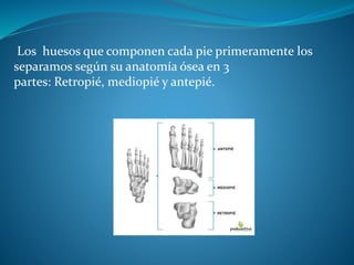 Los huesos que componen cada pie primeramente los
separamos según su anatomía ósea en 3
partes: Retropié, mediopié y antepié.
 