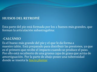 HUESOS DEL RETROPIÉ
Esta parte del pie está formada por los 2 huesos más grandes, que
forman la articulación subastragalina:
-CALCÁNEO
Es el hueso más grande del pie y el que le da forma a
nuestro talón. Está preparado para distribuir las presiones, ya que
es el primero que recibe el impacto cuando se produce el paso.
Por ello está recubierto de una gruesa capa de grasa que actúa de
amortiguación. Por la parte de abajo posee una tuberosidad
donde se inserta la fascia plantar
 