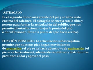 -ASTRÁGALO
Es el segundo hueso más grande del pie y se sitúa justo
encima del calcáneo. El astrágalo se encaja con la tibia y
peroné para formar la articulación del tobillo, que nos
permite plantarflexionar (bajar la punta del pie)
o dorsiflexionar (llevar la punta del pie hacia arriba).
FUNCIÓN PRINCIPAL: La articulación subastragalina
permite que nuestros pies hagan movimientos
de pronación (el pie se va hacia adentro) o de supinación (el
pie se va hacia afuera), además de estabilizar y distribuir las
presiones al dar y apoyar el paso.
 