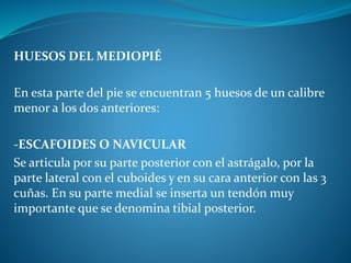HUESOS DEL MEDIOPIÉ
En esta parte del pie se encuentran 5 huesos de un calibre
menor a los dos anteriores:
-ESCAFOIDES O NAVICULAR
Se articula por su parte posterior con el astrágalo, por la
parte lateral con el cuboides y en su cara anterior con las 3
cuñas. En su parte medial se inserta un tendón muy
importante que se denomina tibial posterior.
 