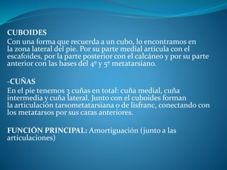 CUBOIDES
Con una forma que recuerda a un cubo, lo encontramos en
la zona lateral del pie. Por su parte medial articula con el
escafoides, por la parte posterior con el calcáneo y por su parte
anterior con las bases del 4º y 5º metatarsiano.
-CUÑAS
En el pie tenemos 3 cuñas en total: cuña medial, cuña
intermedia y cuña lateral. Junto con el cuboides forman
la articulación tarsometatarsiana o de lisfranc, conectando con
los metatarsos por sus caras anteriores.
FUNCIÓN PRINCIPAL: Amortiguación (junto a las
articulaciones)
 