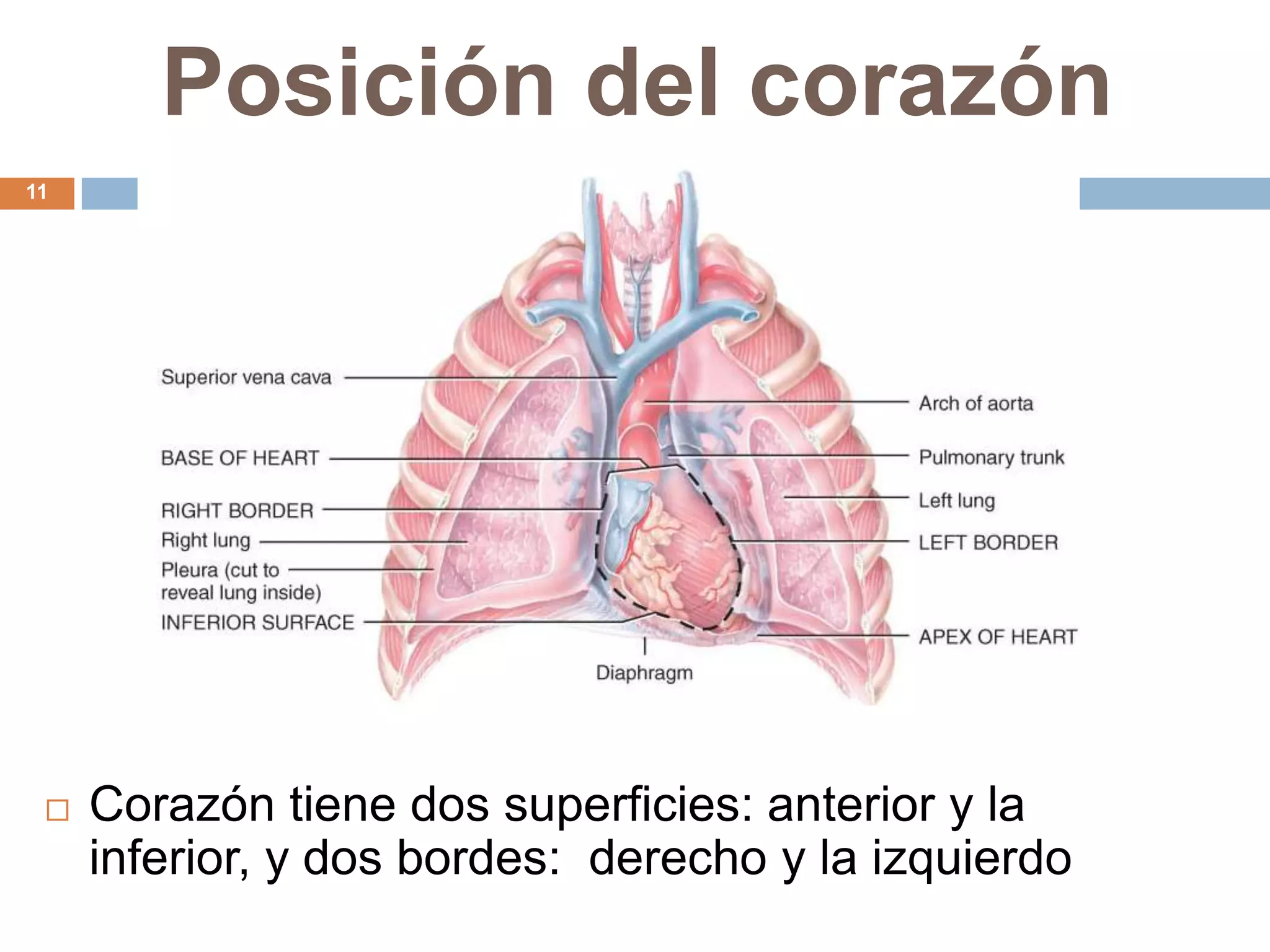 Posición del corazón
11
 Corazón tiene dos superficies: anterior y la
inferior, y dos bordes: derecho y la izquierdo
 