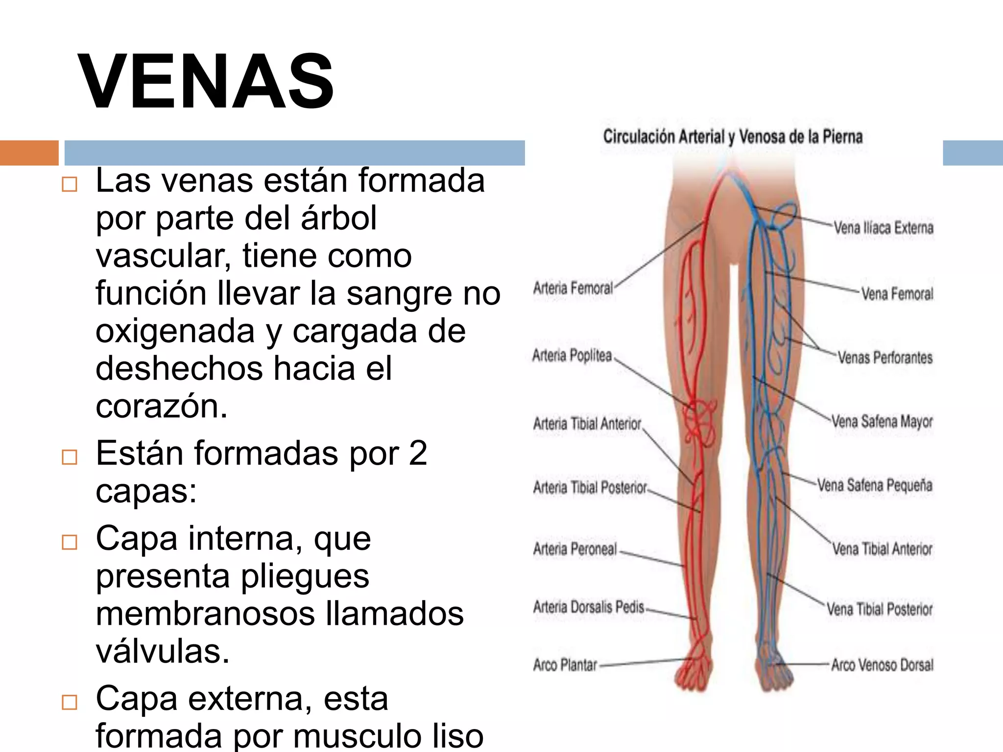 VENAS
 Las venas están formada
por parte del árbol
vascular, tiene como
función llevar la sangre no
oxigenada y cargada de
deshechos hacia el
corazón.
 Están formadas por 2
capas:
 Capa interna, que
presenta pliegues
membranosos llamados
válvulas.
 Capa externa, esta
formada por musculo liso
 
