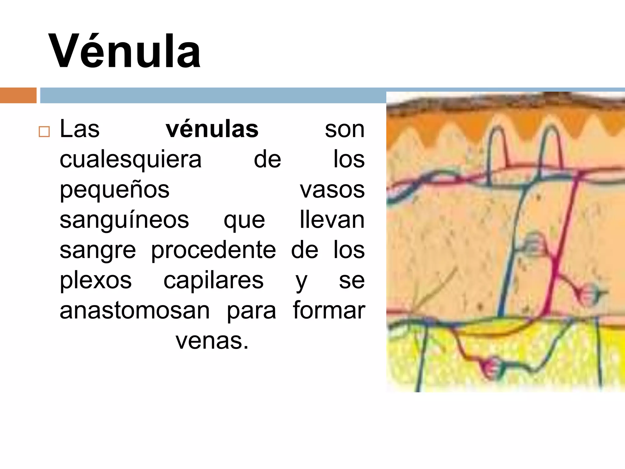 Vénula
 Las vénulas son
cualesquiera de los
pequeños vasos
sanguíneos que llevan
sangre procedente de los
plexos capilares y se
anastomosan para formar
venas.
 