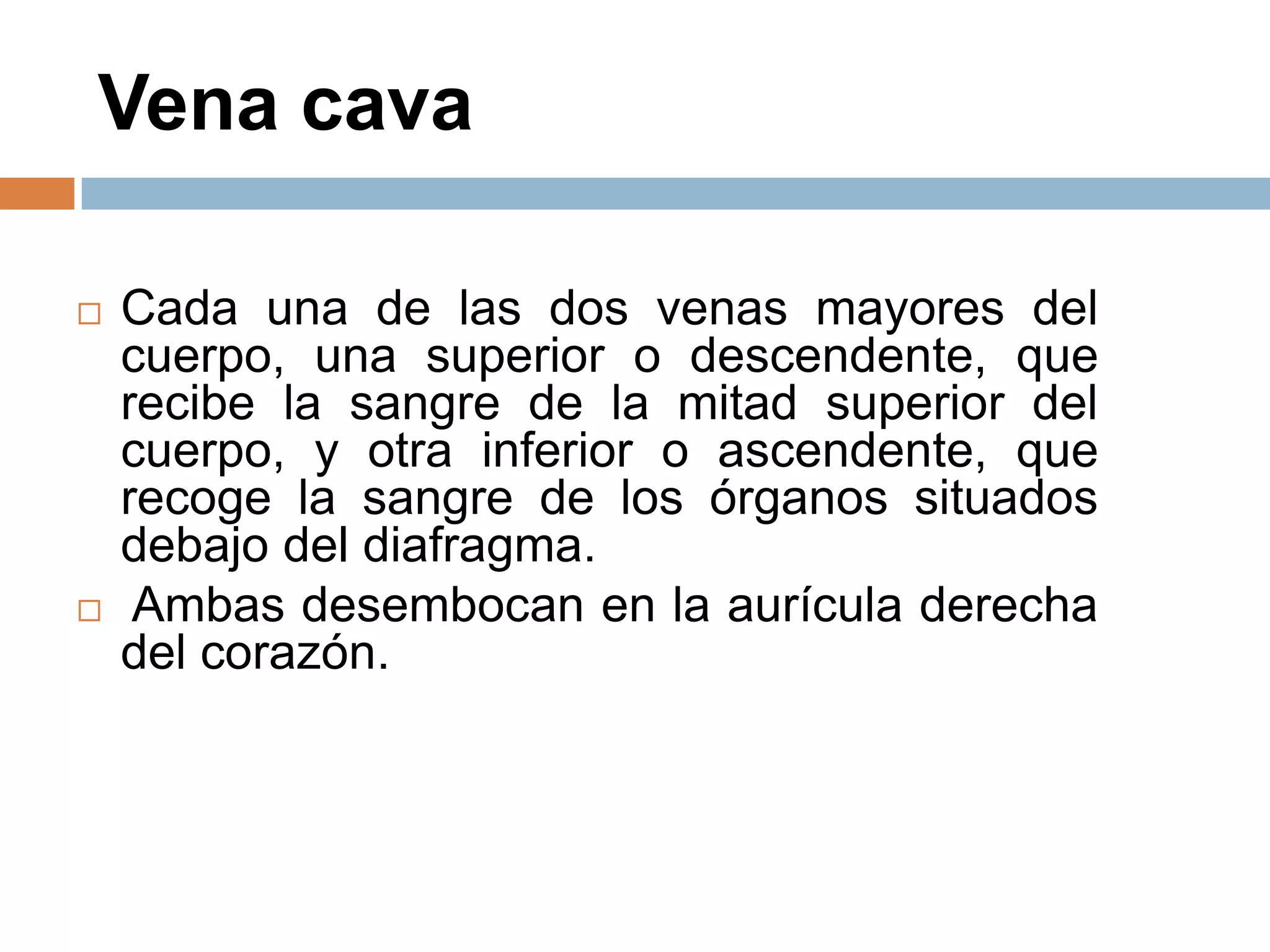 Vena cava
 Cada una de las dos venas mayores del
cuerpo, una superior o descendente, que
recibe la sangre de la mitad superior del
cuerpo, y otra inferior o ascendente, que
recoge la sangre de los órganos situados
debajo del diafragma.
 Ambas desembocan en la aurícula derecha
del corazón.
 