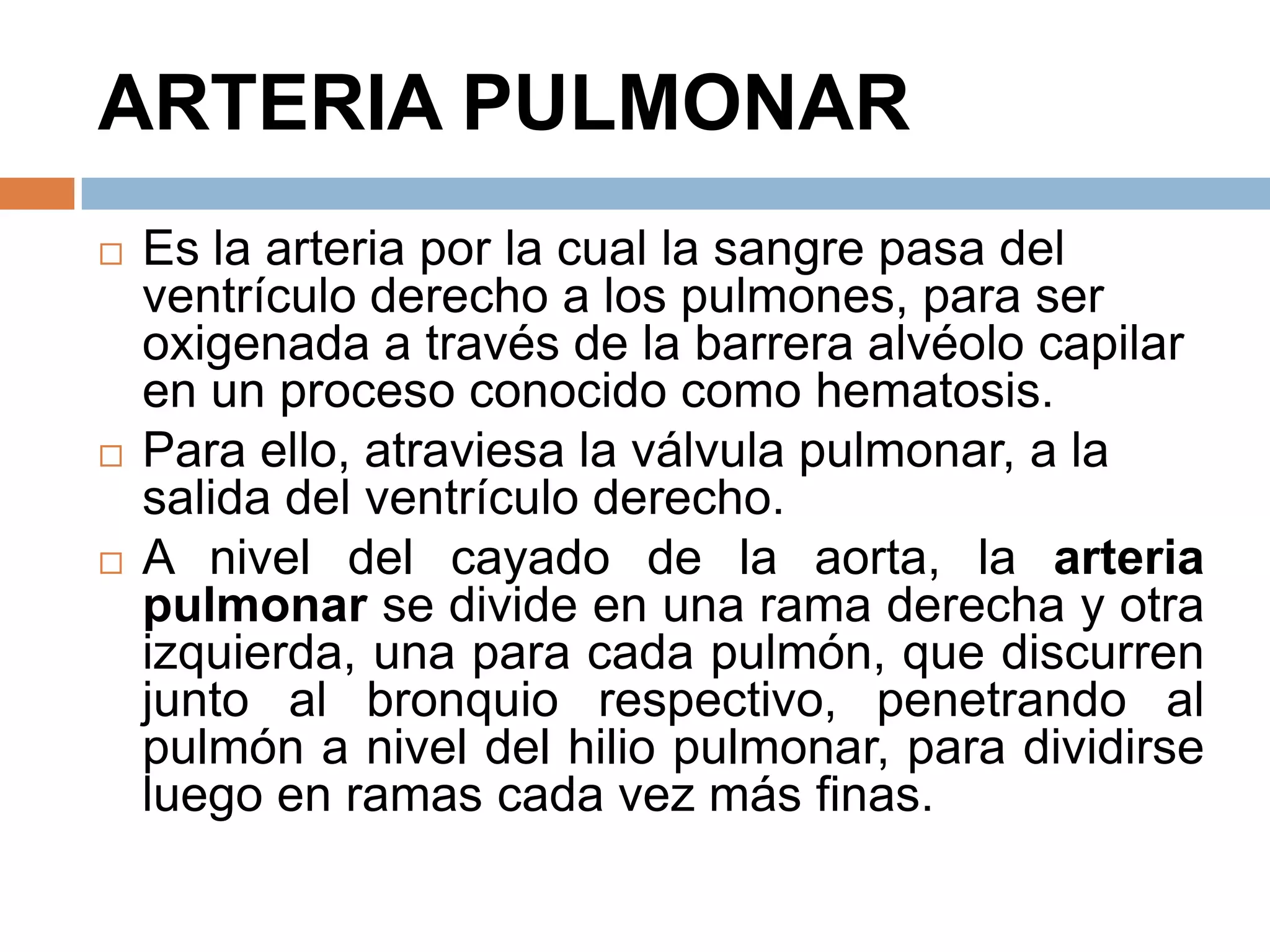 ARTERIA PULMONAR
 Es la arteria por la cual la sangre pasa del
ventrículo derecho a los pulmones, para ser
oxigenada a través de la barrera alvéolo capilar
en un proceso conocido como hematosis.
 Para ello, atraviesa la válvula pulmonar, a la
salida del ventrículo derecho.
 A nivel del cayado de la aorta, la arteria
pulmonar se divide en una rama derecha y otra
izquierda, una para cada pulmón, que discurren
junto al bronquio respectivo, penetrando al
pulmón a nivel del hilio pulmonar, para dividirse
luego en ramas cada vez más finas.
 