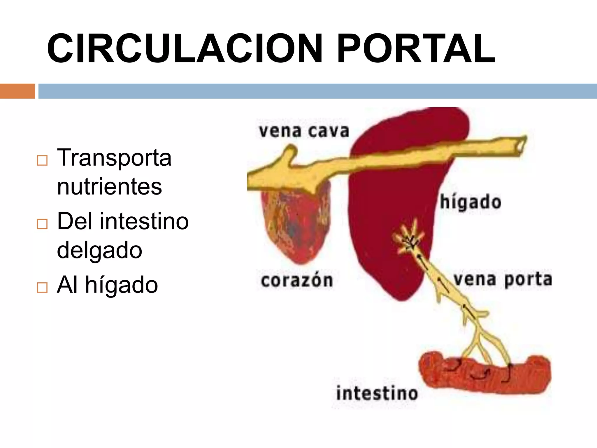 CIRCULACION PORTAL
 Transporta
nutrientes
 Del intestino
delgado
 Al hígado
 