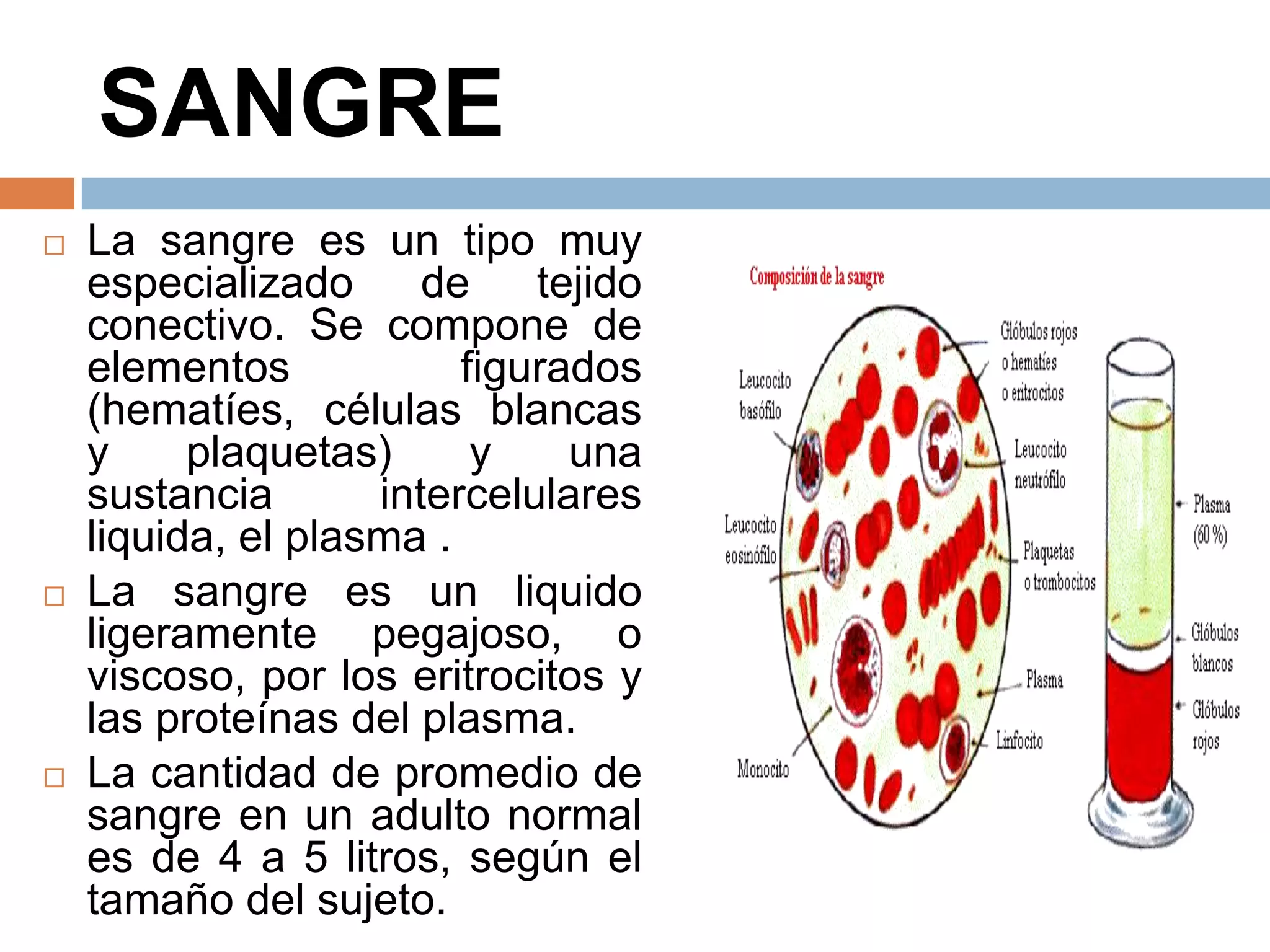 SANGRE
 La sangre es un tipo muy
especializado de tejido
conectivo. Se compone de
elementos figurados
(hematíes, células blancas
y plaquetas) y una
sustancia intercelulares
liquida, el plasma .
 La sangre es un liquido
ligeramente pegajoso, o
viscoso, por los eritrocitos y
las proteínas del plasma.
 La cantidad de promedio de
sangre en un adulto normal
es de 4 a 5 litros, según el
tamaño del sujeto.
 