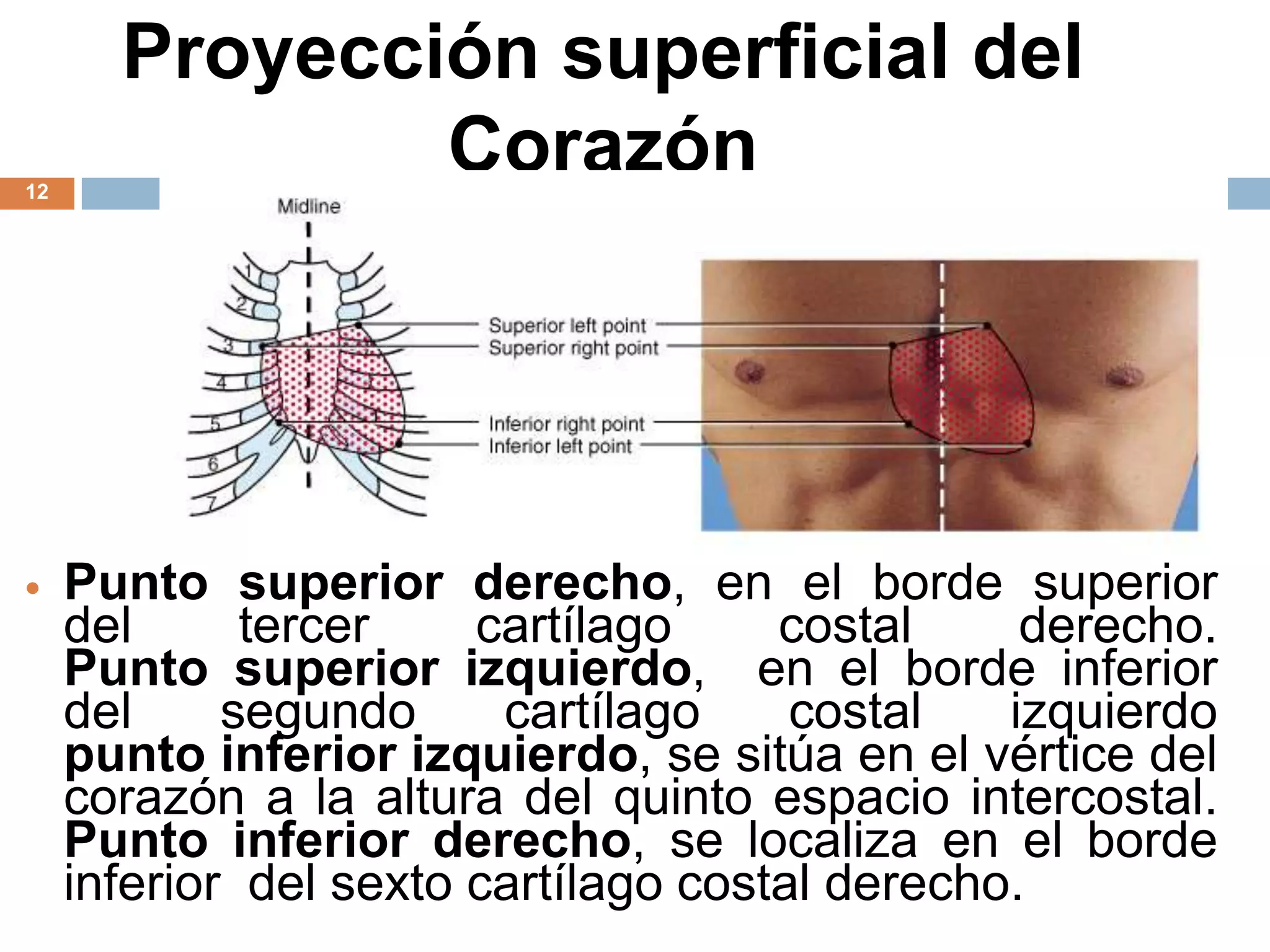 Proyección superficial del
Corazón12
 Punto superior derecho, en el borde superior
del tercer cartílago costal derecho.
Punto superior izquierdo, en el borde inferior
del segundo cartílago costal izquierdo
punto inferior izquierdo, se sitúa en el vértice del
corazón a la altura del quinto espacio intercostal.
Punto inferior derecho, se localiza en el borde
inferior del sexto cartílago costal derecho.
 