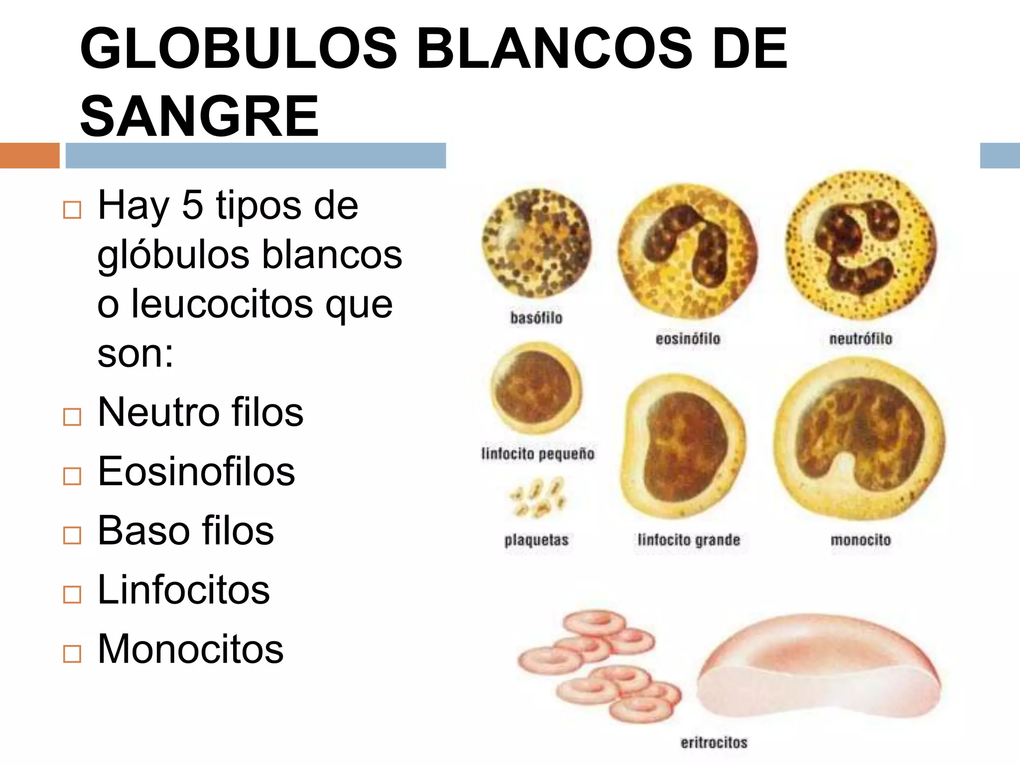 GLOBULOS BLANCOS DE
SANGRE
 Hay 5 tipos de
glóbulos blancos
o leucocitos que
son:
 Neutro filos
 Eosinofilos
 Baso filos
 Linfocitos
 Monocitos
 