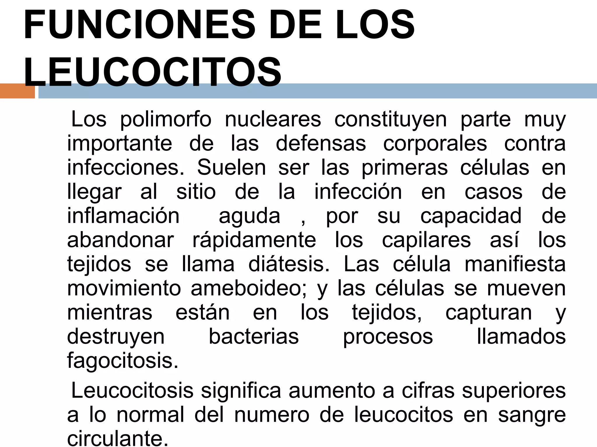 FUNCIONES DE LOS
LEUCOCITOS
Los polimorfo nucleares constituyen parte muy
importante de las defensas corporales contra
infecciones. Suelen ser las primeras células en
llegar al sitio de la infección en casos de
inflamación aguda , por su capacidad de
abandonar rápidamente los capilares así los
tejidos se llama diátesis. Las célula manifiesta
movimiento ameboideo; y las células se mueven
mientras están en los tejidos, capturan y
destruyen bacterias procesos llamados
fagocitosis.
Leucocitosis significa aumento a cifras superiores
a lo normal del numero de leucocitos en sangre
circulante.
 