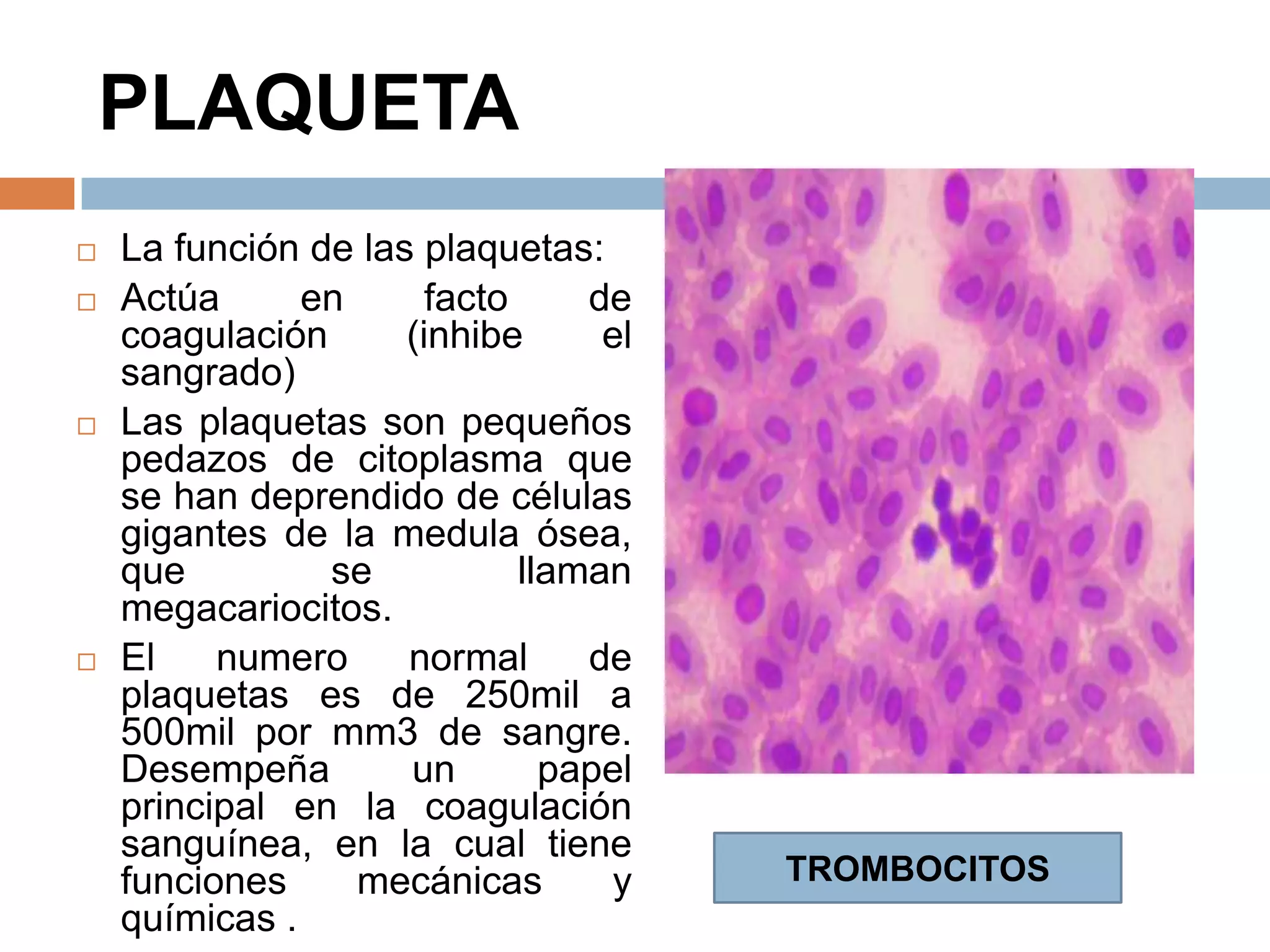 PLAQUETA
 La función de las plaquetas:
 Actúa en facto de
coagulación (inhibe el
sangrado)
 Las plaquetas son pequeños
pedazos de citoplasma que
se han deprendido de células
gigantes de la medula ósea,
que se llaman
megacariocitos.
 El numero normal de
plaquetas es de 250mil a
500mil por mm3 de sangre.
Desempeña un papel
principal en la coagulación
sanguínea, en la cual tiene
funciones mecánicas y
químicas .
TROMBOCITOS
 