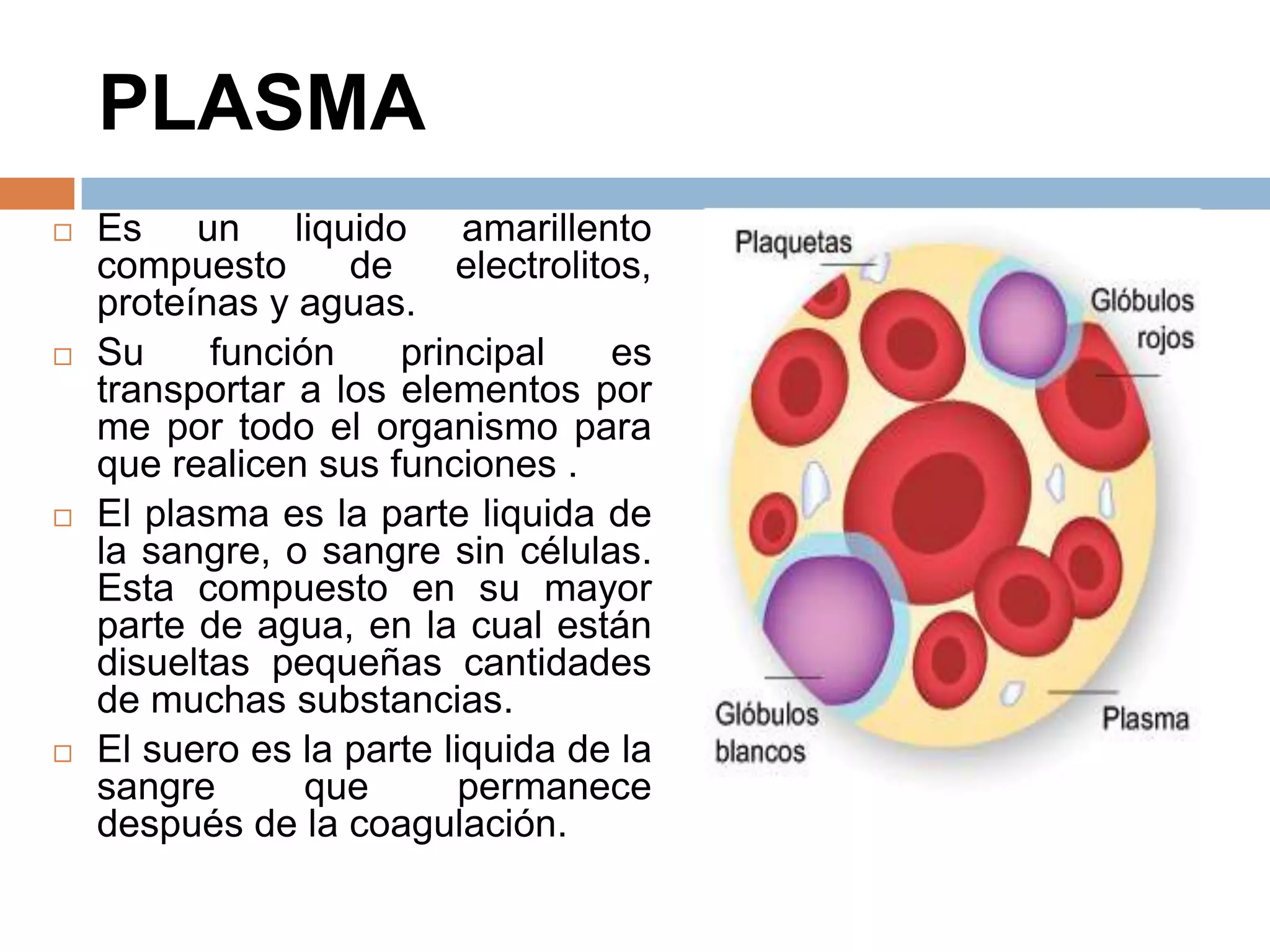 PLASMA
 Es un liquido amarillento
compuesto de electrolitos,
proteínas y aguas.
 Su función principal es
transportar a los elementos por
me por todo el organismo para
que realicen sus funciones .
 El plasma es la parte liquida de
la sangre, o sangre sin células.
Esta compuesto en su mayor
parte de agua, en la cual están
disueltas pequeñas cantidades
de muchas substancias.
 El suero es la parte liquida de la
sangre que permanece
después de la coagulación.
 