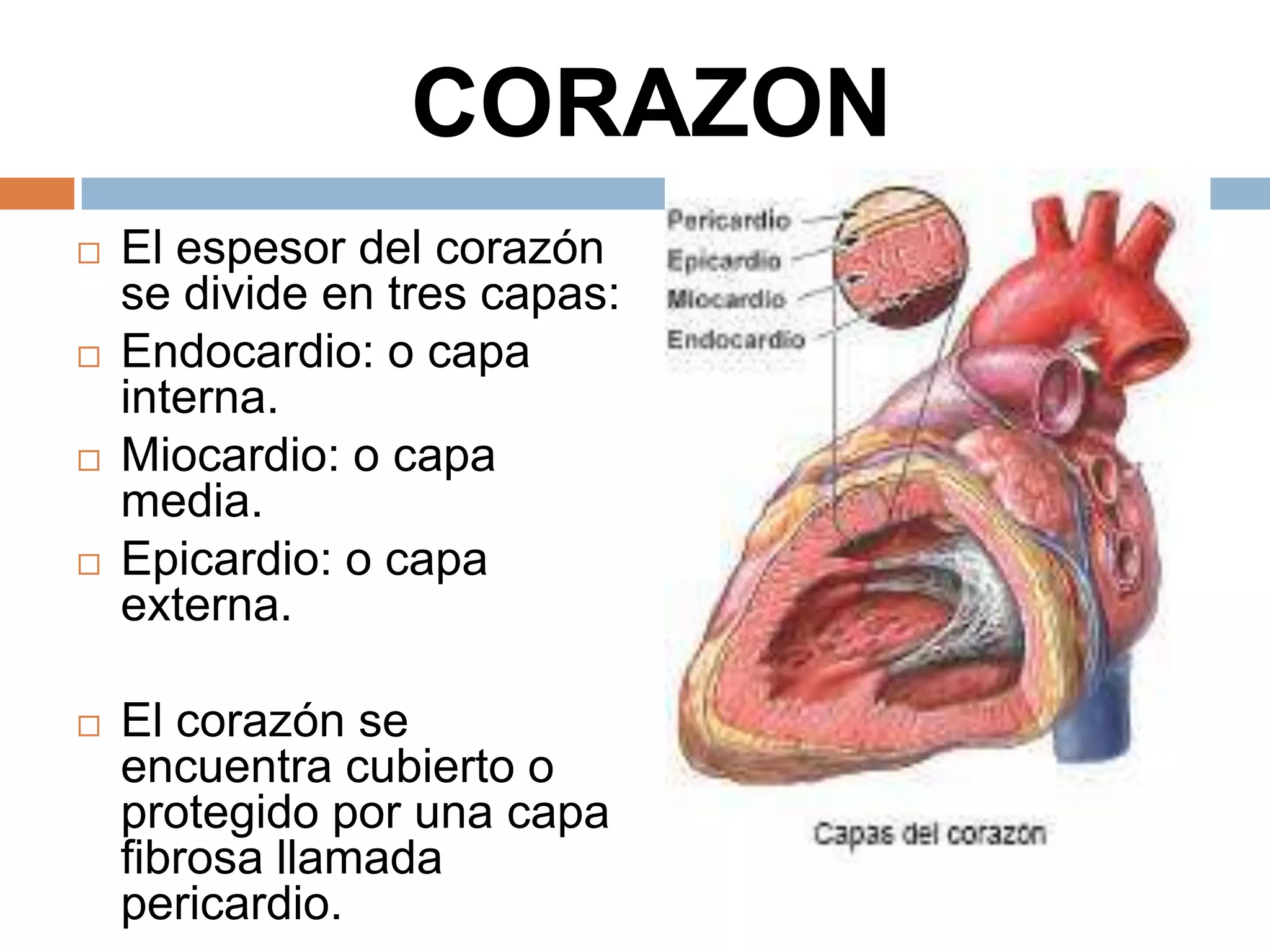 CORAZON
 El espesor del corazón
se divide en tres capas:
 Endocardio: o capa
interna.
 Miocardio: o capa
media.
 Epicardio: o capa
externa.
 El corazón se
encuentra cubierto o
protegido por una capa
fibrosa llamada
pericardio.
 