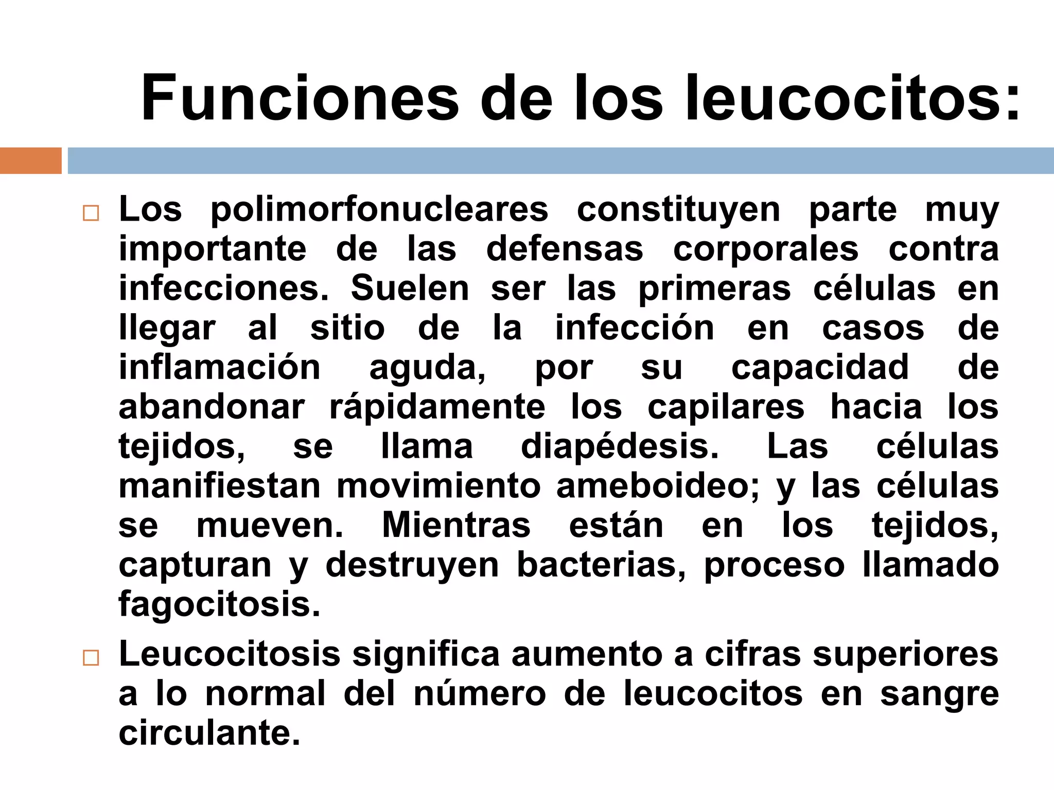 Funciones de los leucocitos:
 Los polimorfonucleares constituyen parte muy
importante de las defensas corporales contra
infecciones. Suelen ser las primeras células en
llegar al sitio de la infección en casos de
inflamación aguda, por su capacidad de
abandonar rápidamente los capilares hacia los
tejidos, se llama diapédesis. Las células
manifiestan movimiento ameboideo; y las células
se mueven. Mientras están en los tejidos,
capturan y destruyen bacterias, proceso llamado
fagocitosis.
 Leucocitosis significa aumento a cifras superiores
a lo normal del número de leucocitos en sangre
circulante.
 