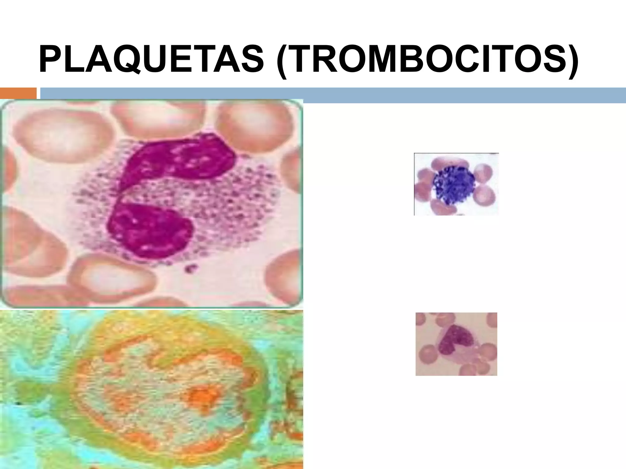PLAQUETAS (TROMBOCITOS)
 