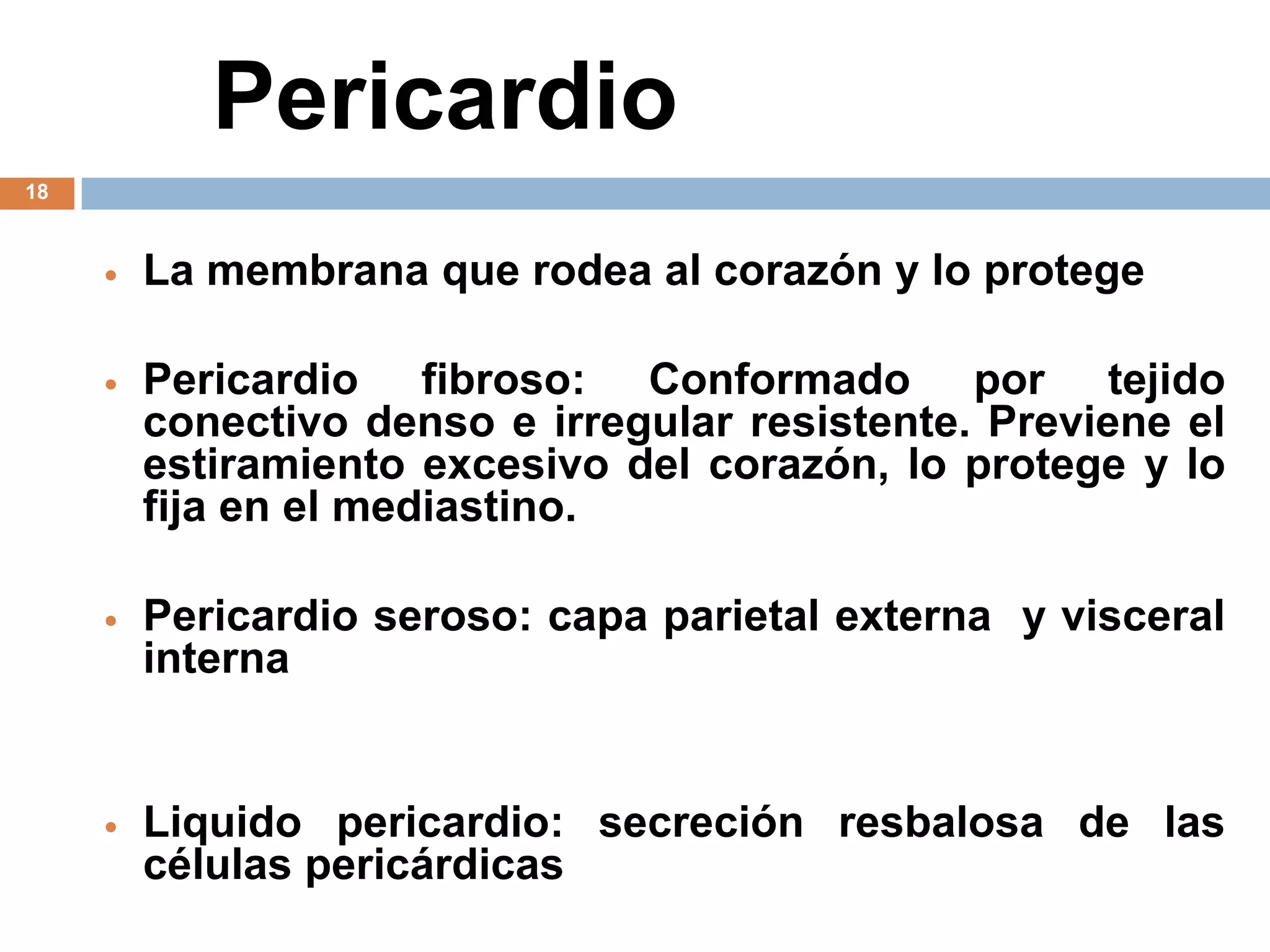 Pericardio
18
 La membrana que rodea al corazón y lo protege
 Pericardio fibroso: Conformado por tejido
conectivo denso e irregular resistente. Previene el
estiramiento excesivo del corazón, lo protege y lo
fija en el mediastino.
 Pericardio seroso: capa parietal externa y visceral
interna
 Liquido pericardio: secreción resbalosa de las
células pericárdicas
 