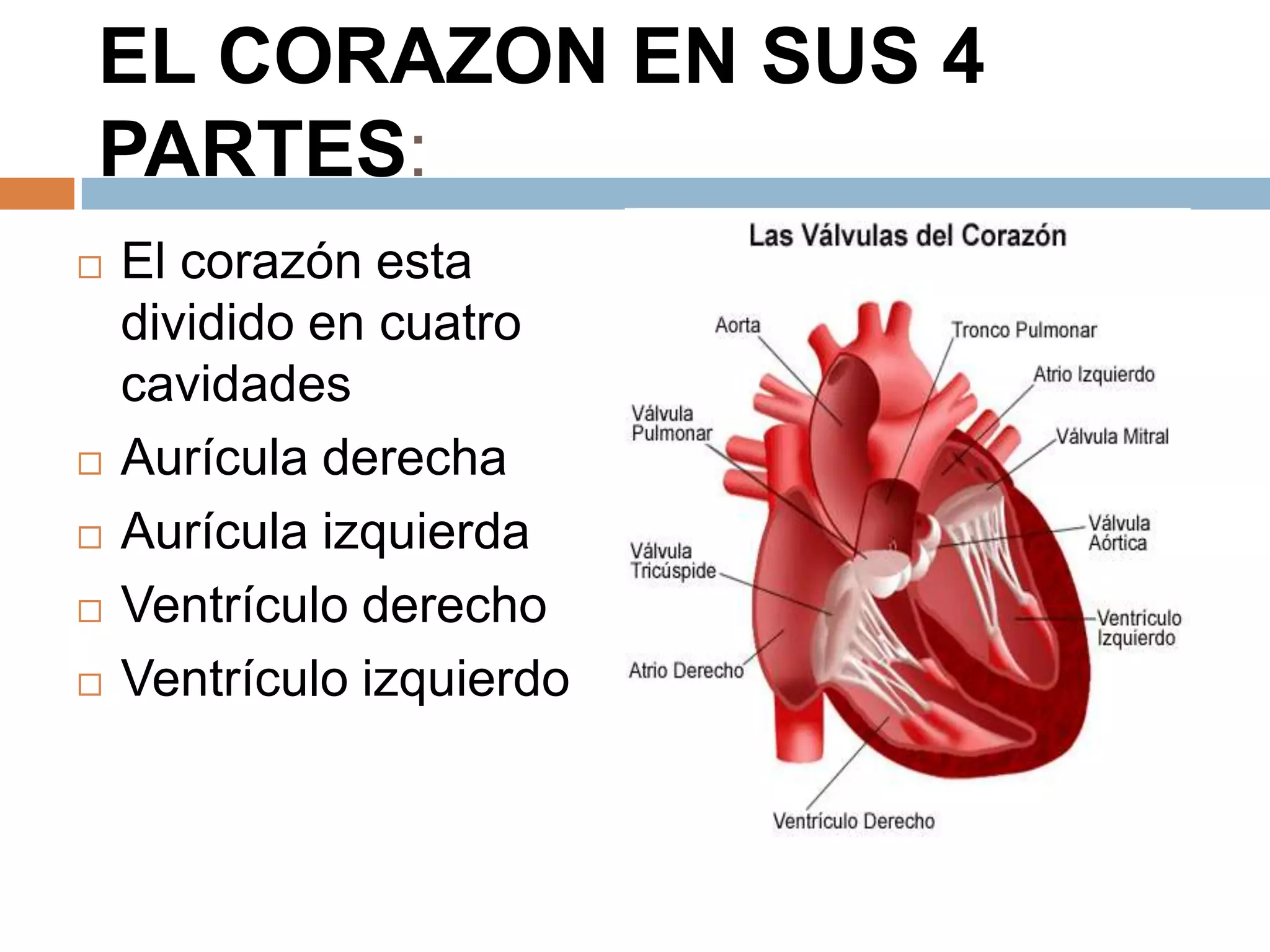 EL CORAZON EN SUS 4
PARTES:
 El corazón esta
dividido en cuatro
cavidades
 Aurícula derecha
 Aurícula izquierda
 Ventrículo derecho
 Ventrículo izquierdo
 