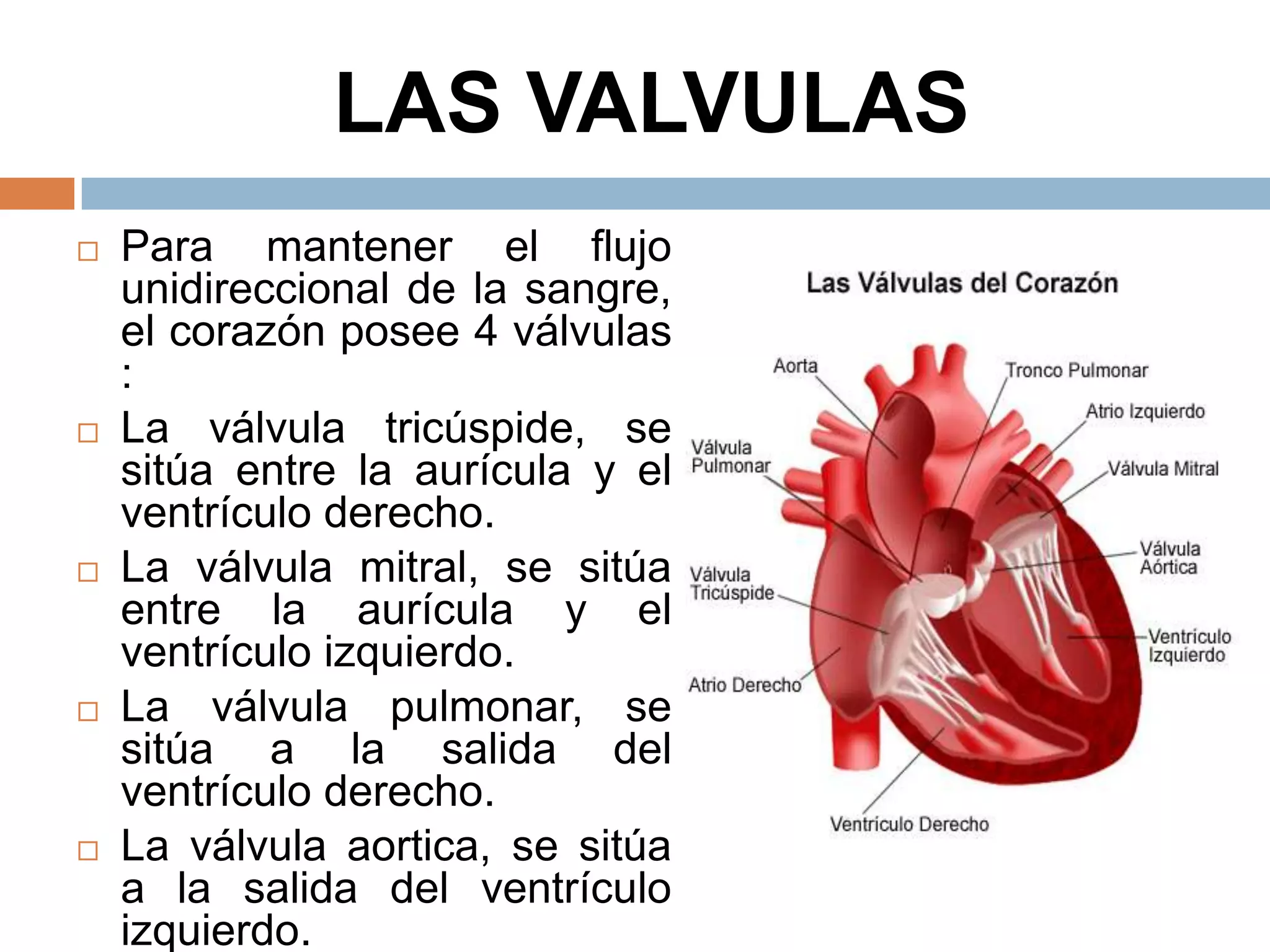 LAS VALVULAS
 Para mantener el flujo
unidireccional de la sangre,
el corazón posee 4 válvulas
:
 La válvula tricúspide, se
sitúa entre la aurícula y el
ventrículo derecho.
 La válvula mitral, se sitúa
entre la aurícula y el
ventrículo izquierdo.
 La válvula pulmonar, se
sitúa a la salida del
ventrículo derecho.
 La válvula aortica, se sitúa
a la salida del ventrículo
izquierdo.
 