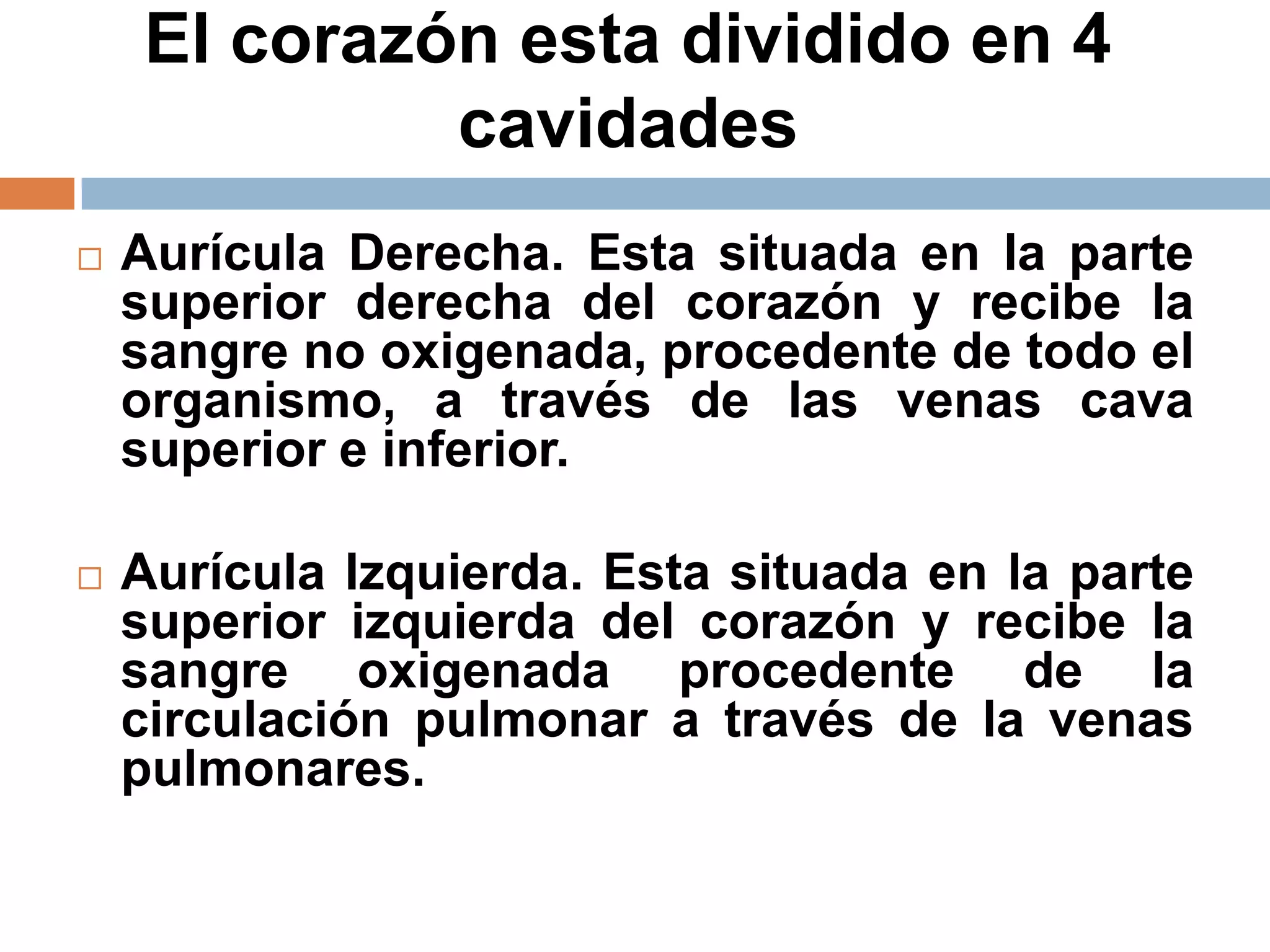 El corazón esta dividido en 4
cavidades
 Aurícula Derecha. Esta situada en la parte
superior derecha del corazón y recibe la
sangre no oxigenada, procedente de todo el
organismo, a través de las venas cava
superior e inferior.
 Aurícula Izquierda. Esta situada en la parte
superior izquierda del corazón y recibe la
sangre oxigenada procedente de la
circulación pulmonar a través de la venas
pulmonares.
 