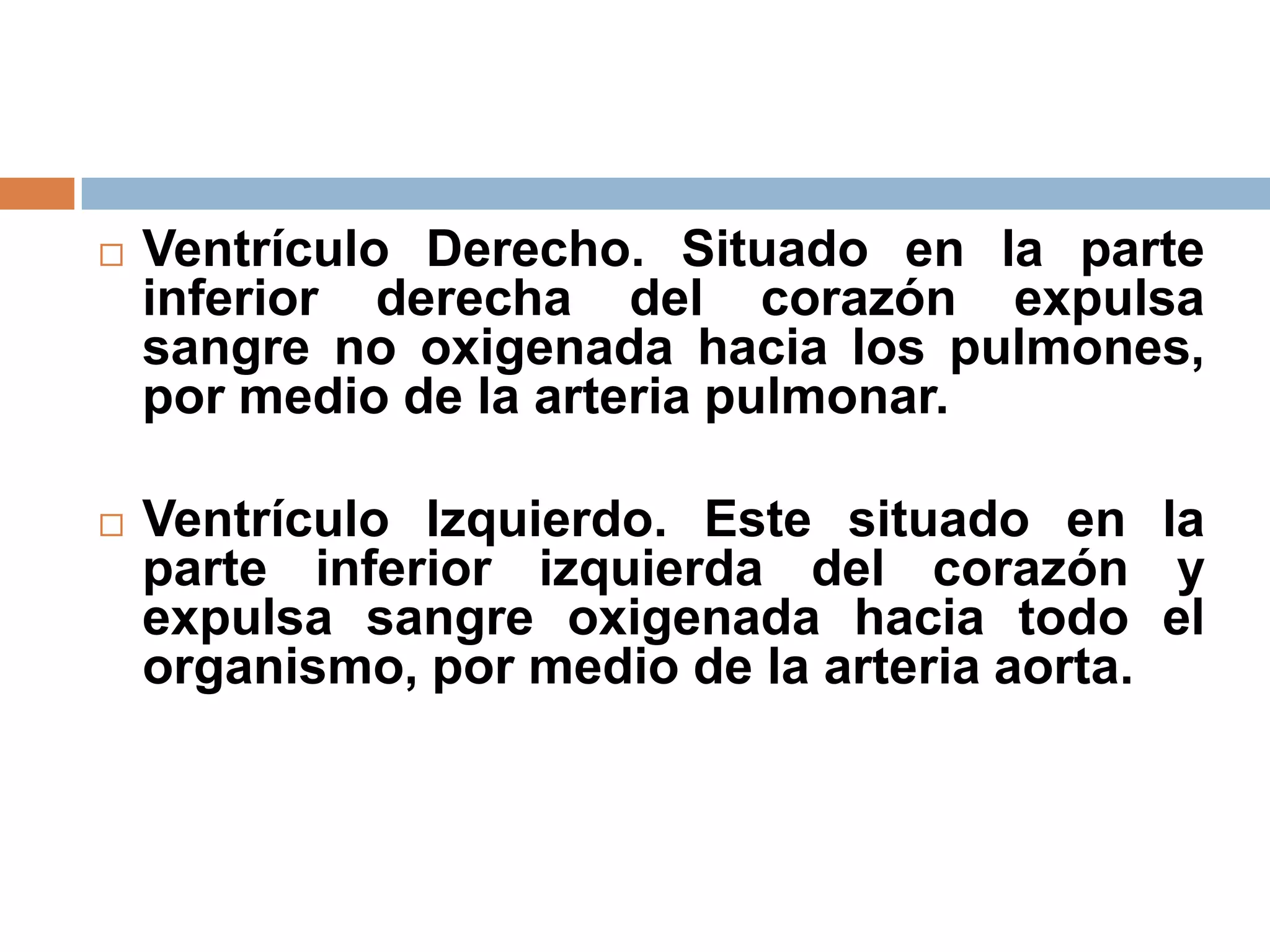  Ventrículo Derecho. Situado en la parte
inferior derecha del corazón expulsa
sangre no oxigenada hacia los pulmones,
por medio de la arteria pulmonar.
 Ventrículo Izquierdo. Este situado en la
parte inferior izquierda del corazón y
expulsa sangre oxigenada hacia todo el
organismo, por medio de la arteria aorta.
 
