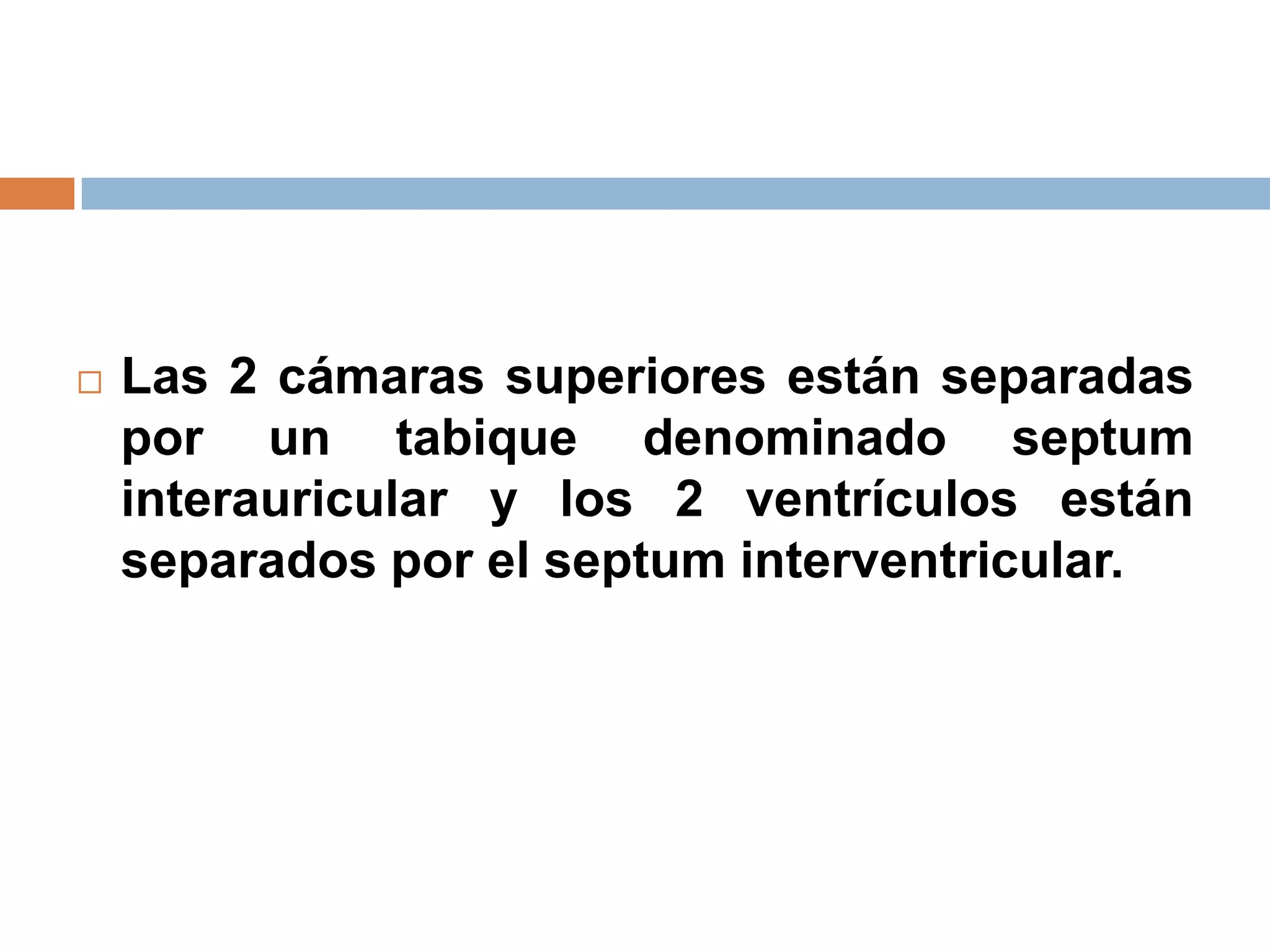  Las 2 cámaras superiores están separadas
por un tabique denominado septum
interauricular y los 2 ventrículos están
separados por el septum interventricular.
 