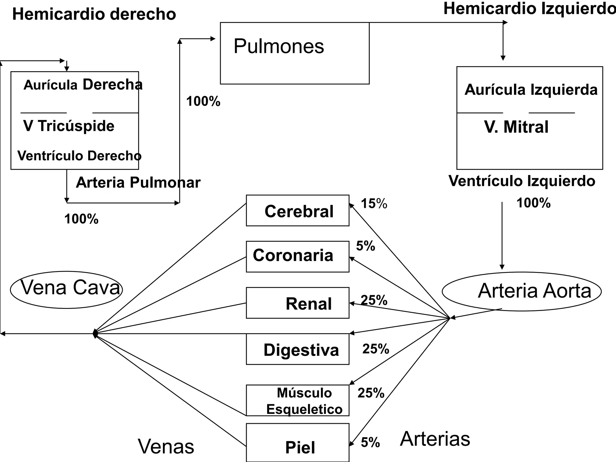 Cerebral
Coronaria
Renal
Digestiva
Músculo
Esqueletico
Piel
Aurícula Derecha Aurícula Izquierda
Ventrículo Derecho
Ventrículo Izquierdo
Pulmones
V Tricúspide V. Mitral
Vena Cava Arteria Aorta
ArteriasVenas
Arteria Pulmonar
Hemicardio derecho Hemicardio Izquierdo
15%
5%
25%
25%
5%
25%
100%
100%
100%
 