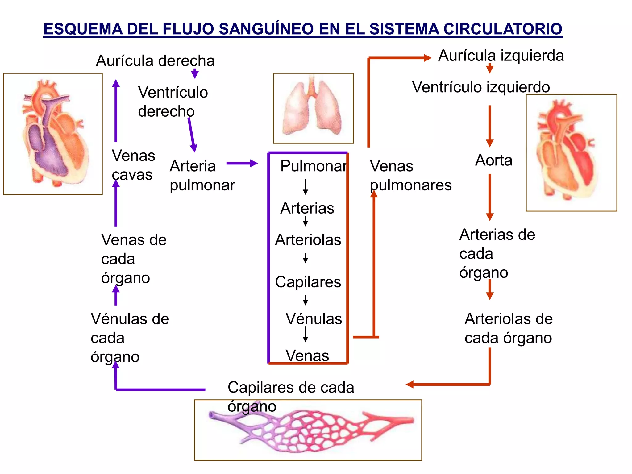 ESQUEMA DEL FLUJO SANGUÍNEO EN EL SISTEMA CIRCULATORIO
Pulmonar
Arterias
Arteriolas
Capilares
Vénulas
Venas
Aurícula derecha Aurícula izquierda
Ventrículo
derecho
Ventrículo izquierdo
Arteria
pulmonar
Venas
pulmonares
AortaVenas
cavas
Venas de
cada
órgano
Arterias de
cada
órgano
Capilares de cada
órgano
Arteriolas de
cada órgano
Vénulas de
cada
órgano
 