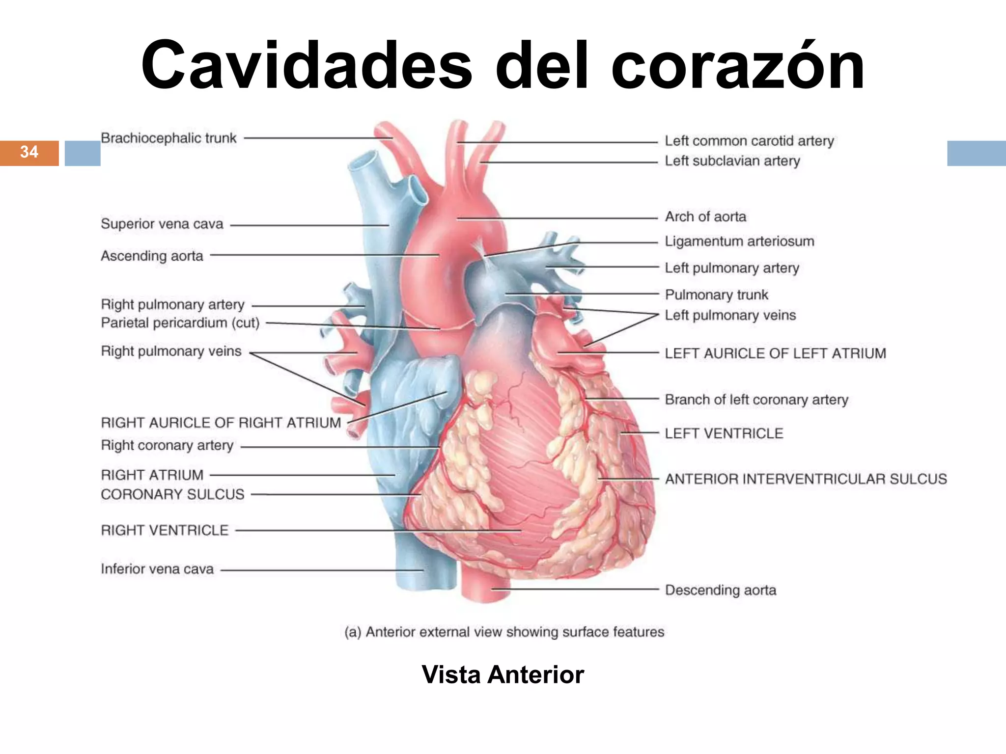 Cavidades del corazón
34
Vista Anterior
 