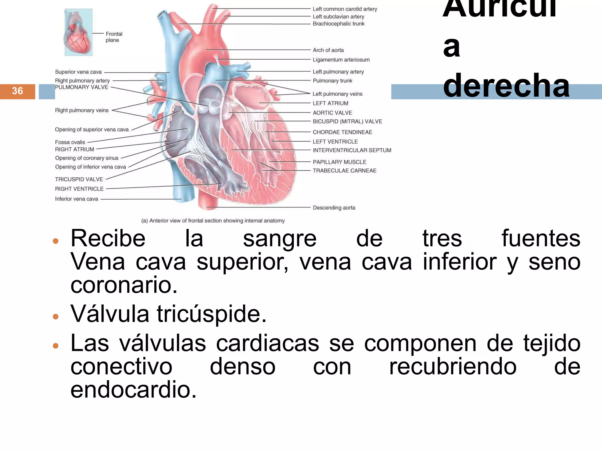 Aurícul
a
derecha36
 Recibe la sangre de tres fuentes
Vena cava superior, vena cava inferior y seno
coronario.
 Válvula tricúspide.
 Las válvulas cardiacas se componen de tejido
conectivo denso con recubriendo de
endocardio.
 