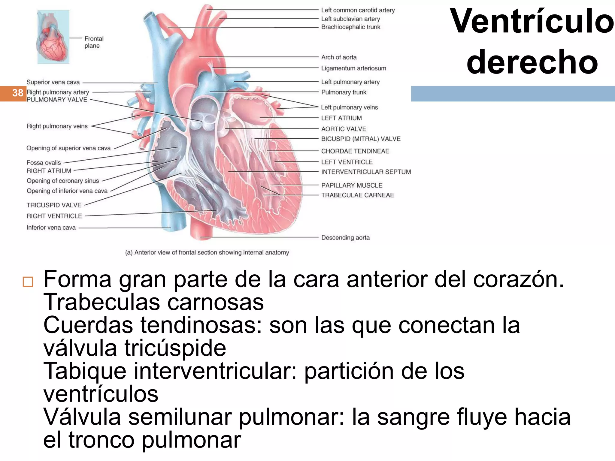 Ventrículo
derecho
 Forma gran parte de la cara anterior del corazón.
Trabeculas carnosas
Cuerdas tendinosas: son las que conectan la
válvula tricúspide
Tabique interventricular: partición de los
ventrículos
Válvula semilunar pulmonar: la sangre fluye hacia
el tronco pulmonar
38
 