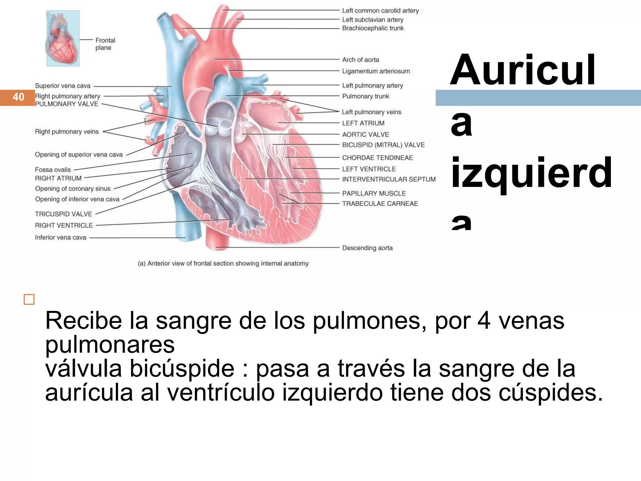 Auricul
a
izquierd
a

Recibe la sangre de los pulmones, por 4 venas
pulmonares
válvula bicúspide : pasa a través la sangre de la
aurícula al ventrículo izquierdo tiene dos cúspides.
40
 