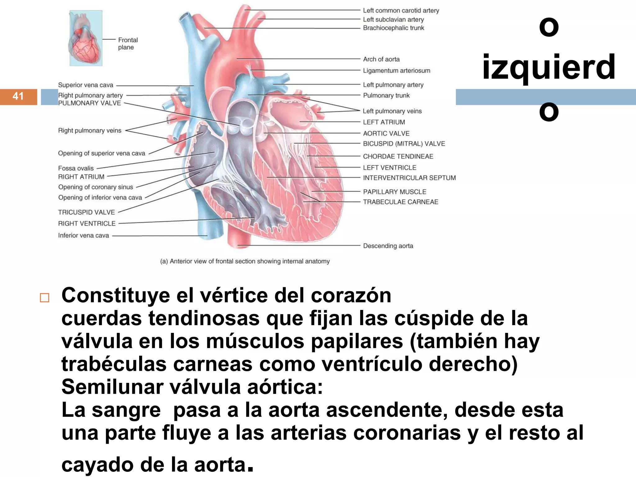 o
izquierd
o
 Constituye el vértice del corazón
cuerdas tendinosas que fijan las cúspide de la
válvula en los músculos papilares (también hay
trabéculas carneas como ventrículo derecho)
Semilunar válvula aórtica:
La sangre pasa a la aorta ascendente, desde esta
una parte fluye a las arterias coronarias y el resto al
cayado de la aorta.
41
 